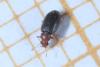 Melanophthalma fuscipennis